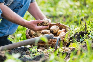 Çiftliğinde patates hasat çiftçi düşük bölümü