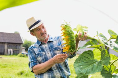 Alan büyüyen ayçiçeği bitki bakarak gülümseyen kıdemli çiftçi