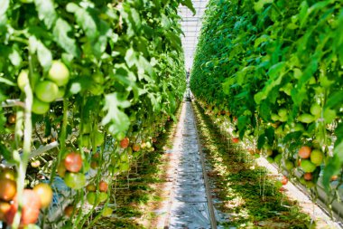 View of fresh organic tomatoes growing in greenhouse