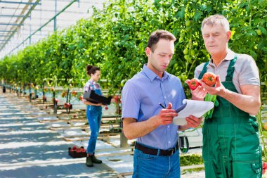 Denetmen ve çiftçi seradaki domatesleri inceliyor.