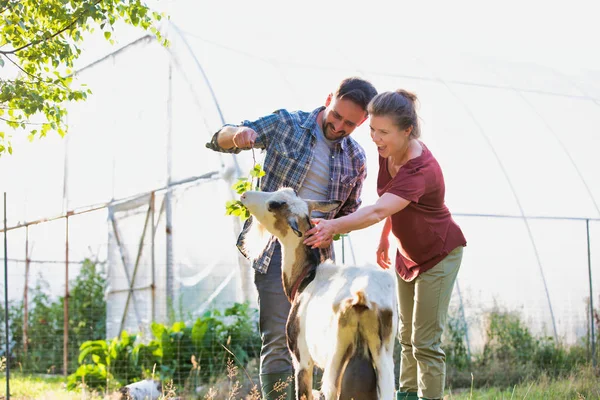 Casal Feliz Alimentando Cabra Grama Fazenda — Fotografia de Stock