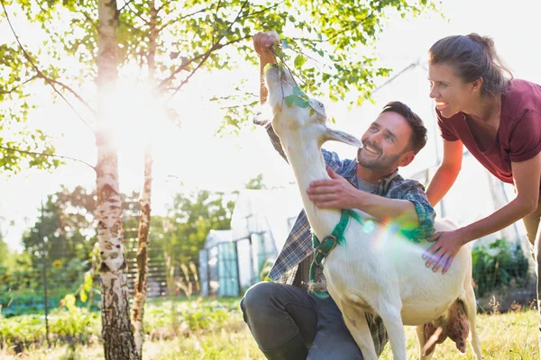 Pareja Feliz Alimentando Cabra Hierba Granja — Foto de Stock