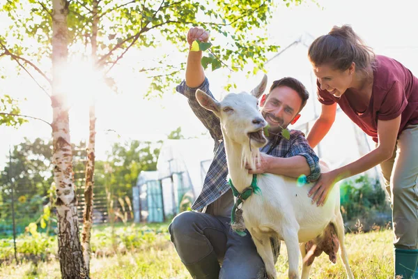 Pareja Feliz Alimentando Cabra Hierba Granja — Foto de Stock