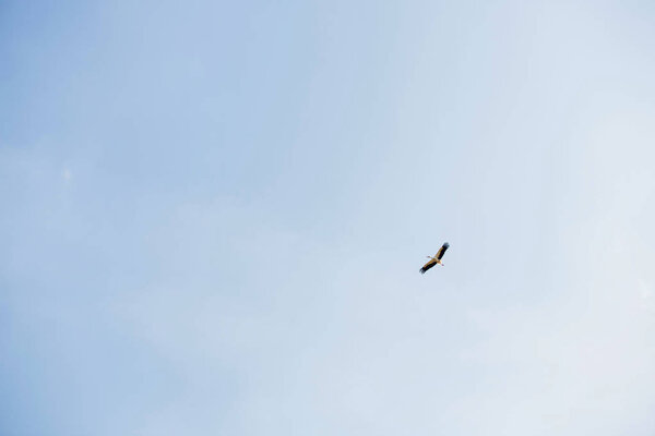 stork flying in blue sky