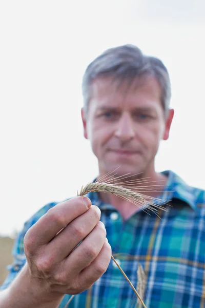 Landwirt Untersucht Weizen Auf Hof — Stockfoto