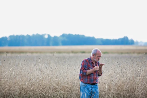 Högre Jordbrukare Som Undersöker Vete Gården — Stockfoto