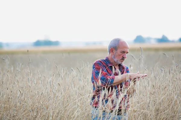 Senior Landbouwer Die Tarwe Boerderij Onderzoekt — Stockfoto