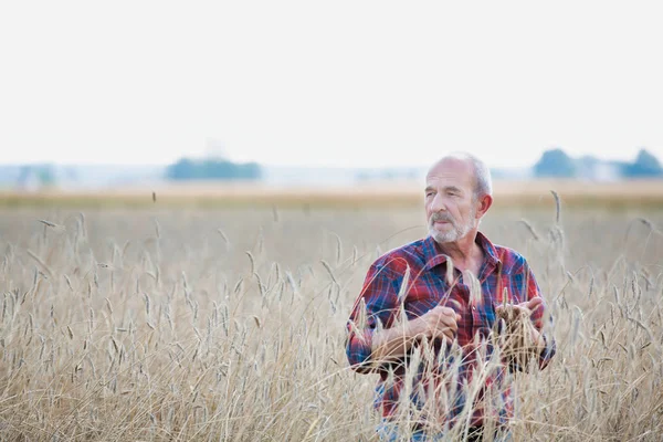 senior farmer examining wheat at farm