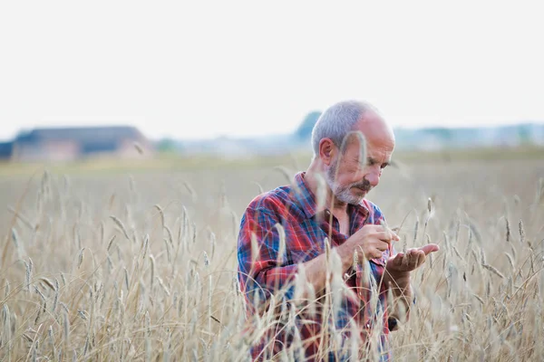 Senior Landbouwer Die Tarwe Boerderij Onderzoekt — Stockfoto