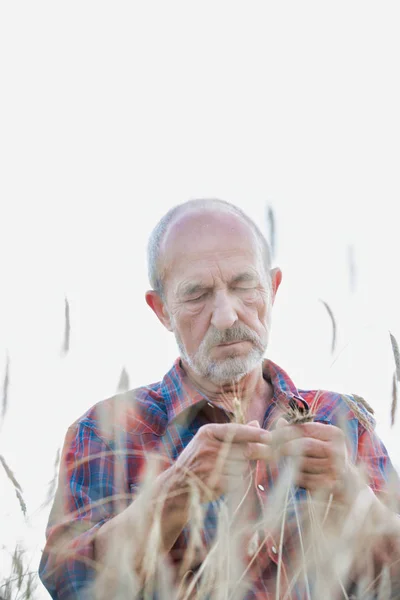 Agriculteur Âgé Examinant Blé Ferme — Photo