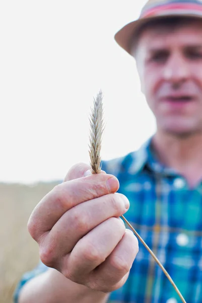 Agricoltore Maturo Che Esamina Grano Azienda — Foto Stock