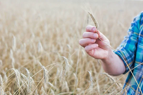 Oříznutý Obrázek Zemědělce Zkoumajícího Pšenici Farmě — Stock fotografie