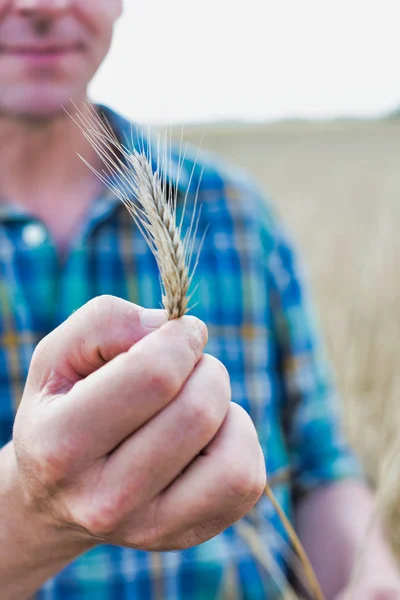 Agricoltore Maturo Che Esamina Grano Azienda — Foto Stock