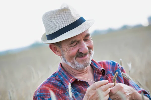 Agricoltore Anziano Che Esamina Frumento Azienda — Foto Stock