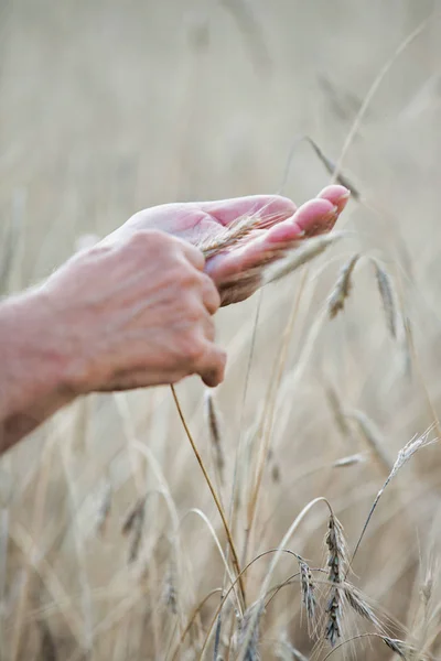 Geschnittenes Bild Eines Bauern Der Weizen Auf Seinem Hof Untersucht — Stockfoto