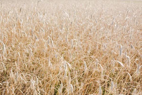 Sonbaharda Tarlada Buğdayın Arkaplanı — Stok fotoğraf