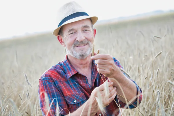 Senior Landbouwer Die Tarwe Boerderij Onderzoekt — Stockfoto