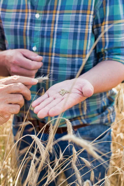 Zemědělci Zkoumání Pšeničná Zrna Přitom Stát Farmě — Stock fotografie