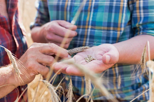 Agricoltori Che Esaminano Cereali Frumento Mentre Trovano Azienda — Foto Stock