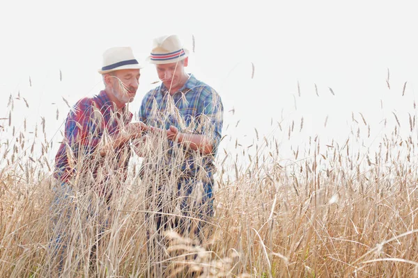 Фермеры Изучают Зерно Пшеницы Стоя Ферме — стоковое фото
