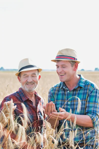 Farmers Examining Wheat Grains While Standing Farm — Stock Photo, Image