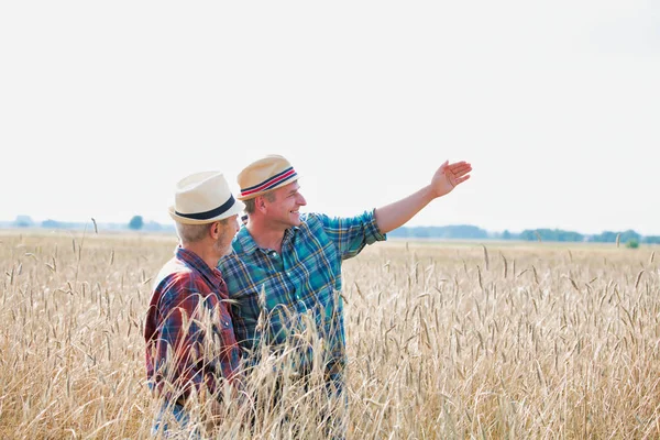农民在农场时检查小麦粮 — 图库照片