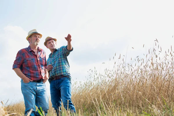 Farmers Examining Wheat Grains While Standing Farm — Stock Photo, Image