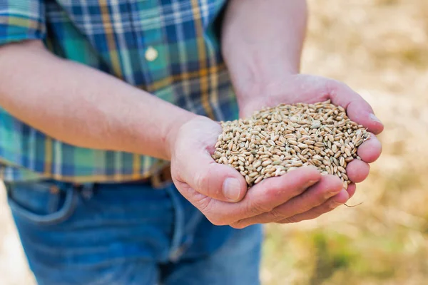 Farmer holding wheat seeds in hands cupped at farm