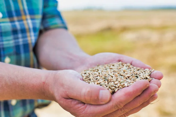 Zemědělec Mající Semeno Pšenice Rukou Přiložil Farmě — Stock fotografie
