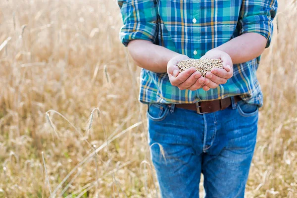 Landwirt Mit Weizensamen Den Händen Auf Bauernhof Geköpft — Stockfoto