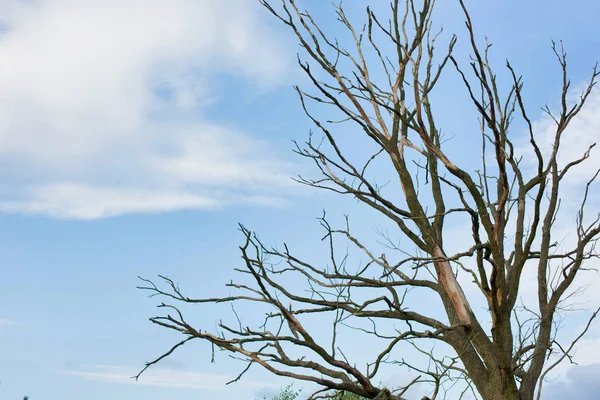 Branches Arbres Secs Contre Ciel Bleu — Photo