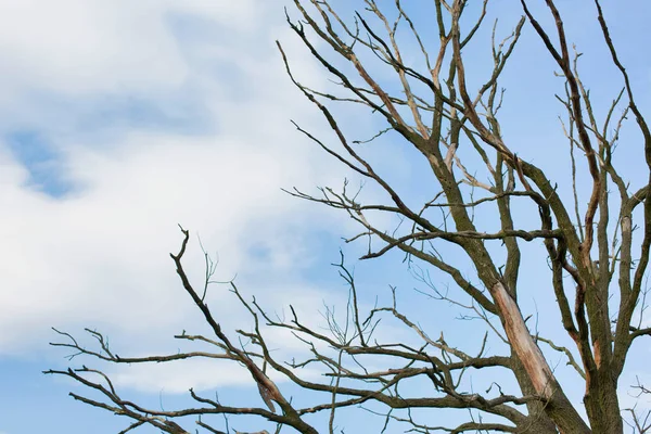 Árbol Seco Ramas Contra Cielo Azul —  Fotos de Stock