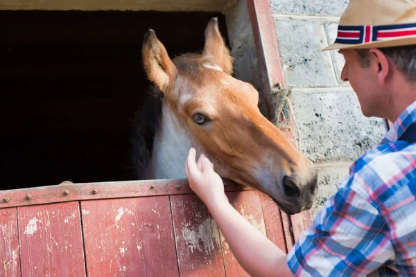 Mann Streift Pferd Stall Auf Bauernhof — Stockfoto