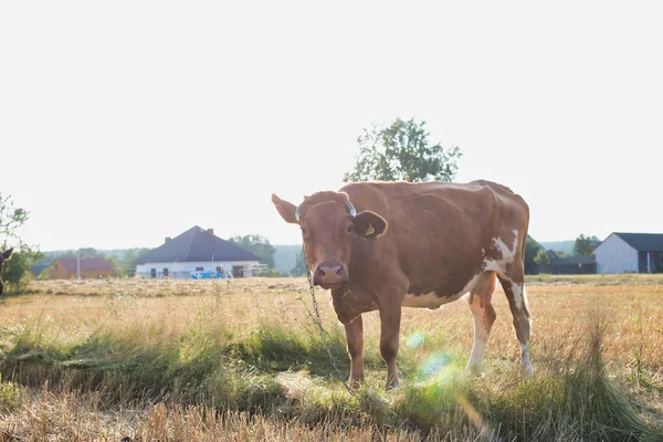 Закрыть Коричневую Корову Поле — стоковое фото