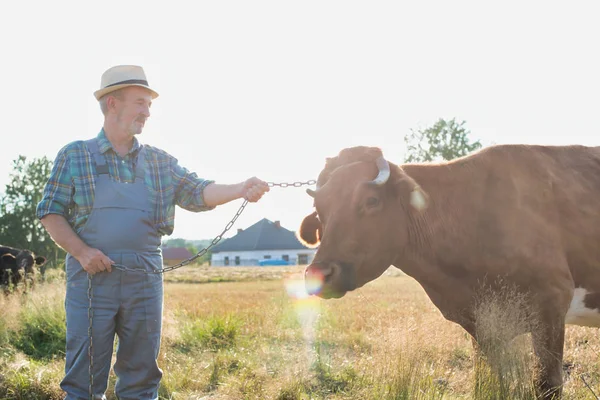 Porträt Eines Älteren Bauern Der Mit Kuh Auf Einem Feld — Stockfoto