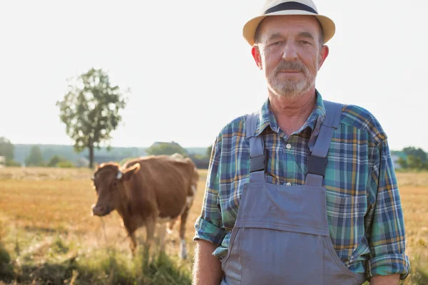 Portret Van Senior Boer Permanent Tegen Koe Veld Boerderij — Stockfoto