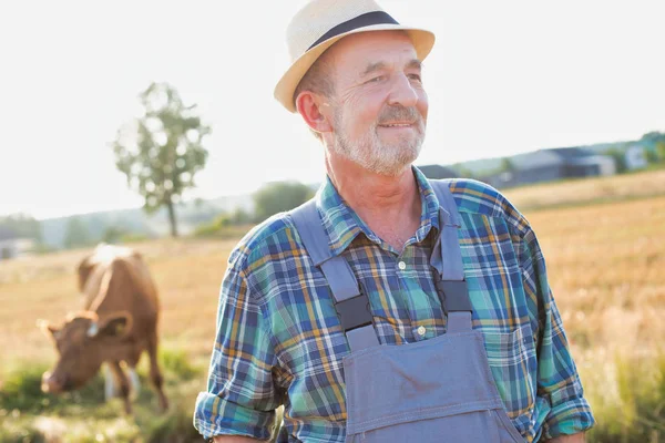 Portrait Senior Farmer Standing Cow Field Farm — Stock Photo, Image