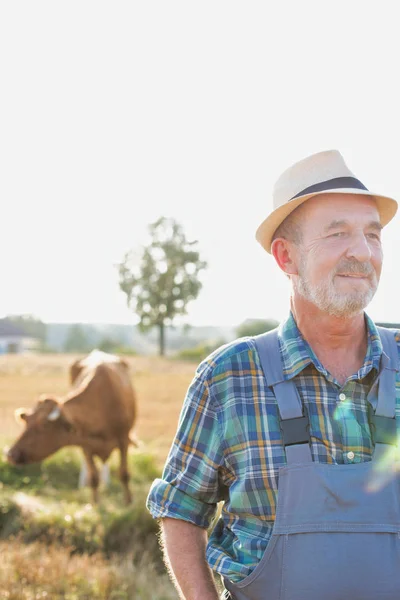 Retrato Del Agricultor Senior Frente Vaca Campo Granja —  Fotos de Stock