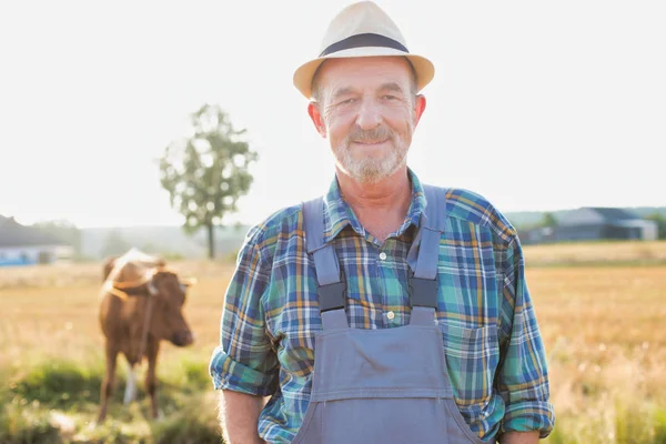 Retrato Del Agricultor Senior Frente Vaca Campo Granja — Foto de Stock