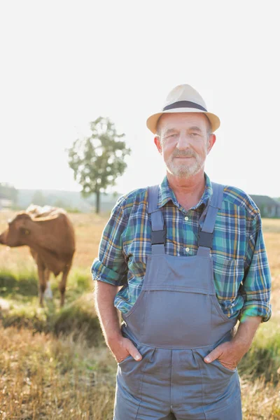 Portrait Senior Farmer Standing Cow Field Farm — Stock Photo, Image