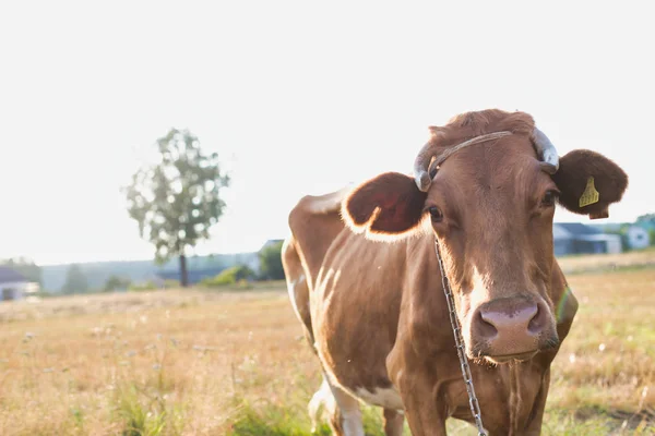 Nahaufnahme Einer Braunen Kuh Auf Einem Feld — Stockfoto