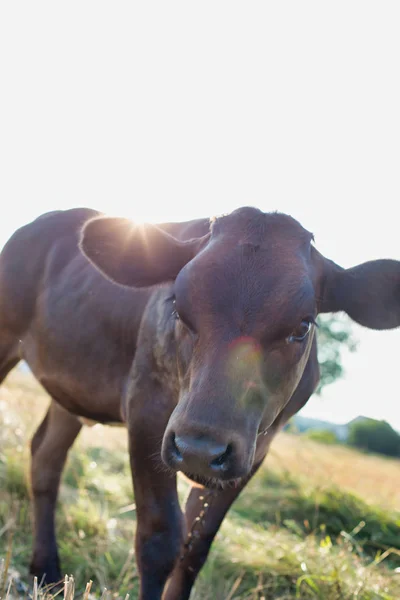 Lähikuva Ruskea Lehmä Kentällä — kuvapankkivalokuva