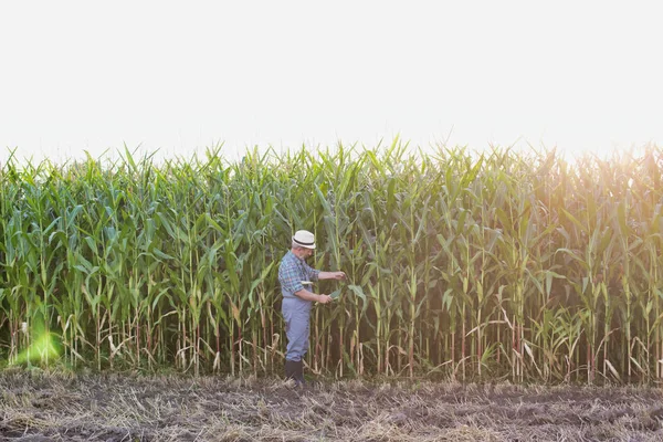 Agricultor Examinando Maíz Granja Contra Cielo —  Fotos de Stock