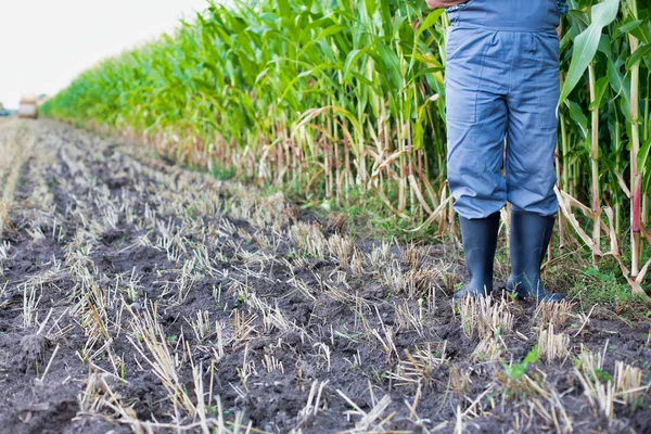 Cropped Image Farmer Examining Corns Farm Sky — Stock Photo, Image