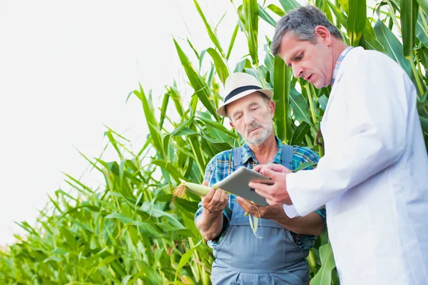 Agricoltore Scienziato Che Utilizza Tablet Digitale Durante Esame Delle Colture — Foto Stock