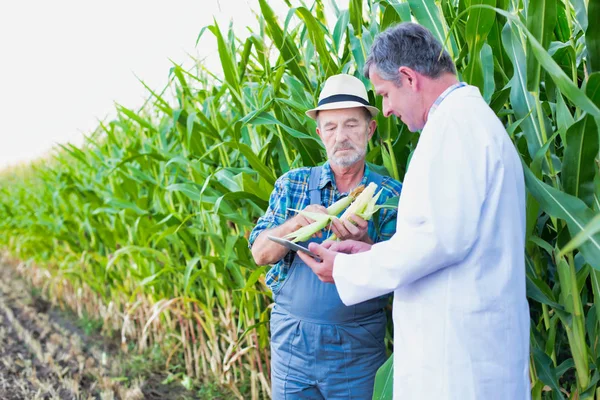 Agricoltore Scienziato Che Utilizza Tablet Digitale Durante Esame Delle Colture — Foto Stock