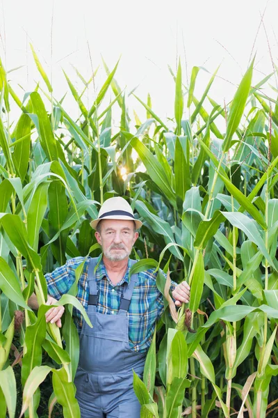 Agricoltore Guardando Fuori Dai Calli Fattoria Contro Cielo — Foto Stock