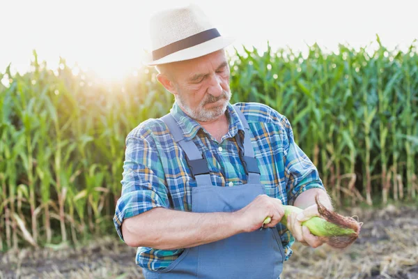 Farmář Zkoumání Kuří Oka Farmě Proti Obloze — Stock fotografie