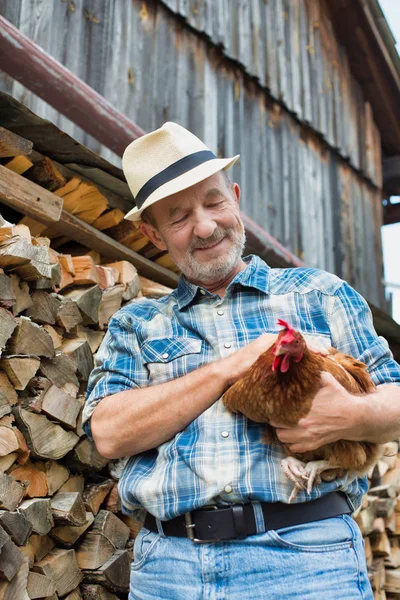 Senior Farmer Holding Hen While Standing Logs Farm — Stock Photo, Image