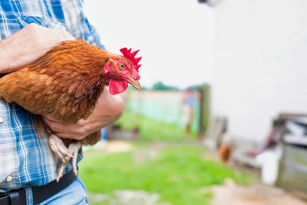 Cropped Image Senior Farmer Holding Hen While Standing Farm — Stock Photo, Image